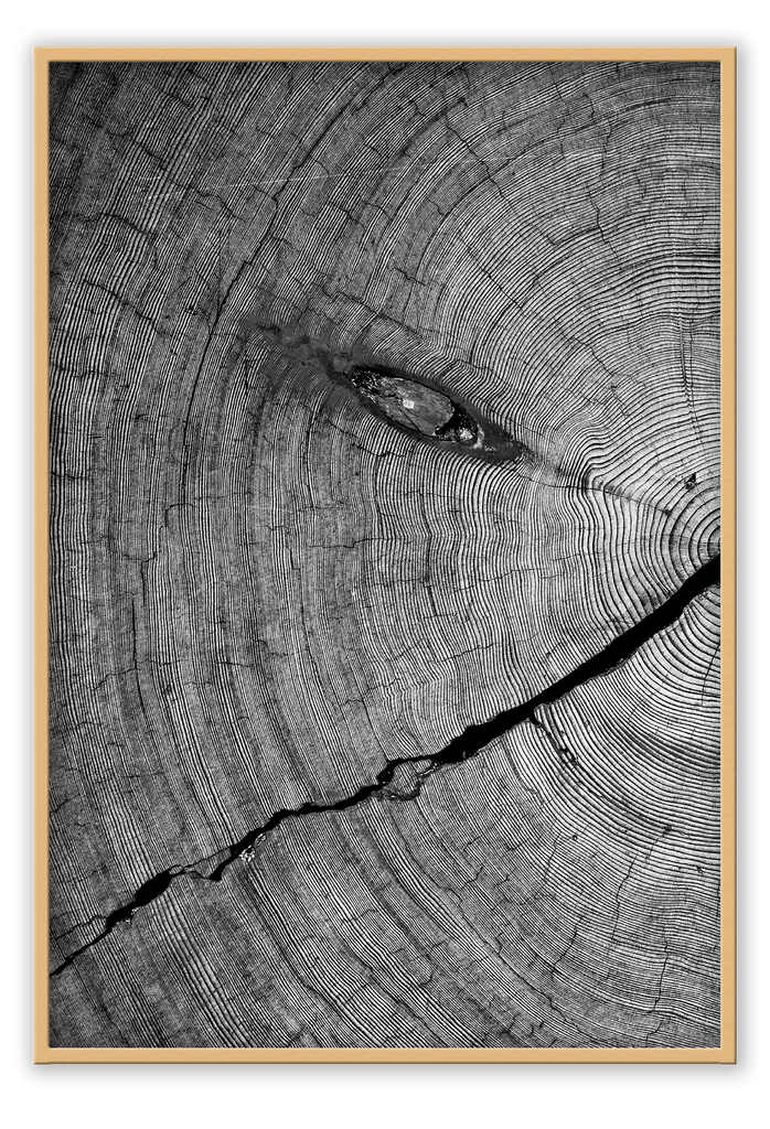 Natural earthy print cut wood age lines black and white close up portrait landscape