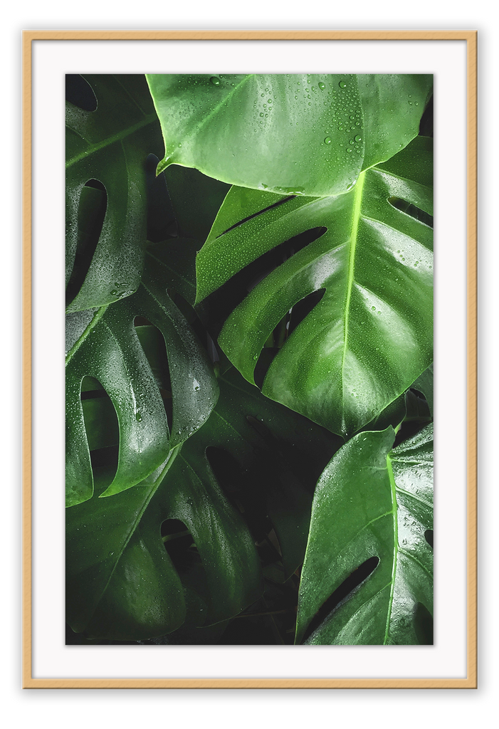 Photography print of close-up bright green monstera leaves on a black background.  