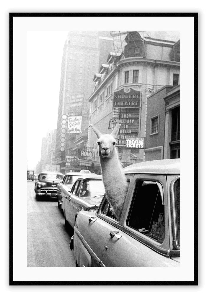 A black and white, vintage, fine grainy wall art of a lama riding on a vintage car on an old town road in NYC. 