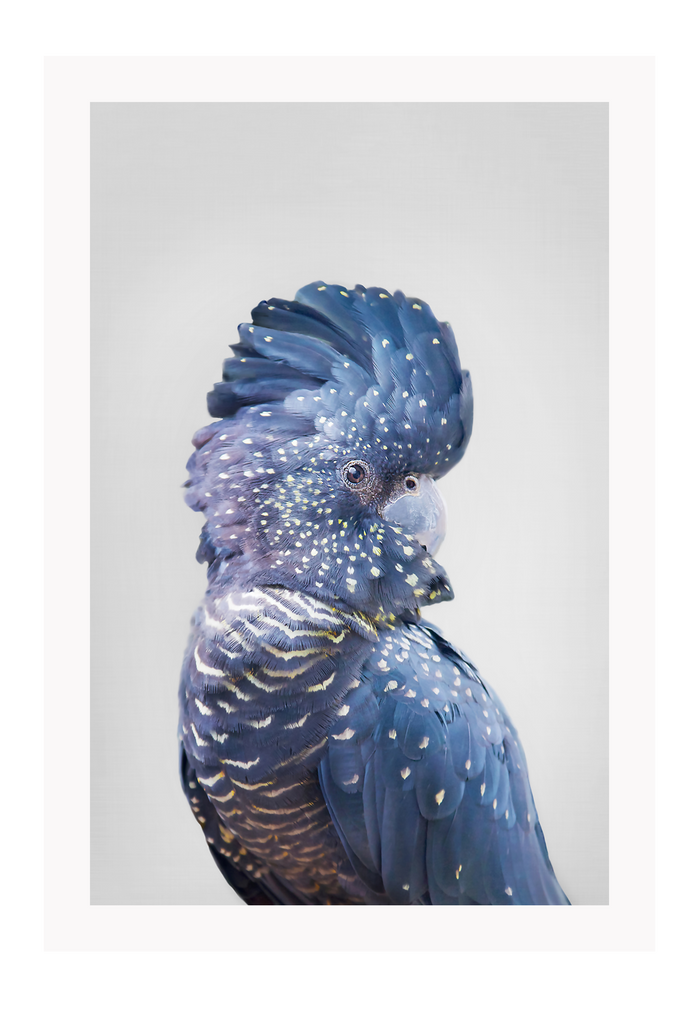 A natural animal wall art of a colourful parrot with blue and purple feathers on a grey background