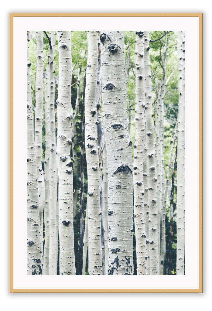 A natural wall art with tall dazzling white birches forest and green leaves