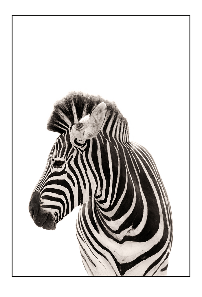 Animal photography print with black and white stripes on white background