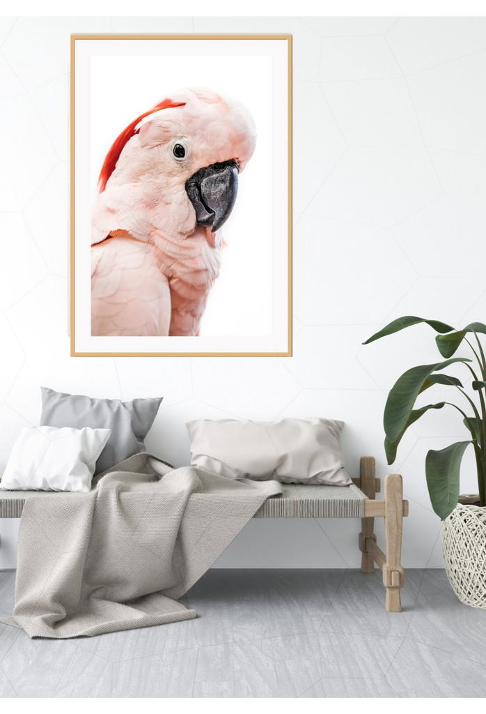 Pink lorokeet bird with black beak and white background, feathers and texture with pastel tones 