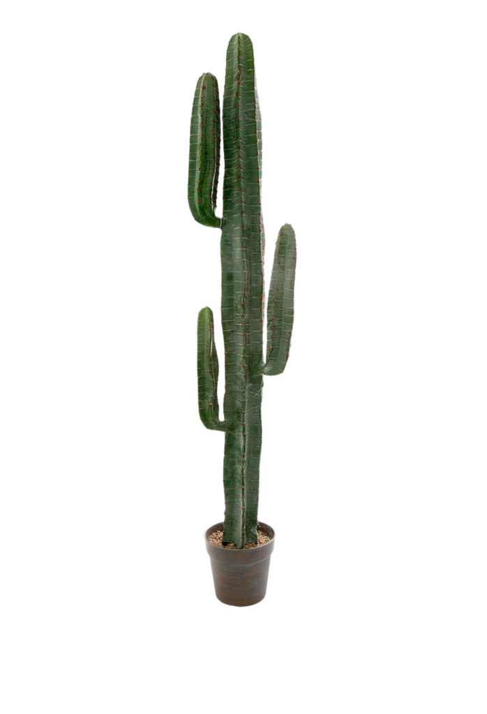 Toluca Desert Cactus - Large