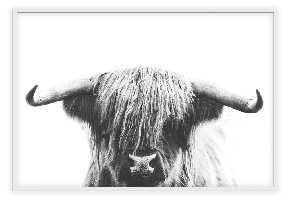 Animal photography print with a long-haired cow with horns on a white background in black and white. 