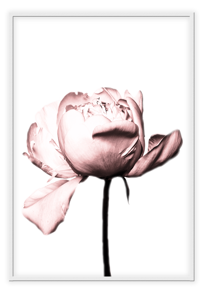 A floral wall art with a single vintage pink rose. 