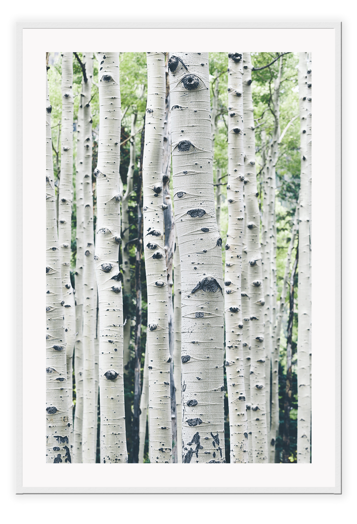 A natural wall art with tall dazzling white birches forest and green leaves