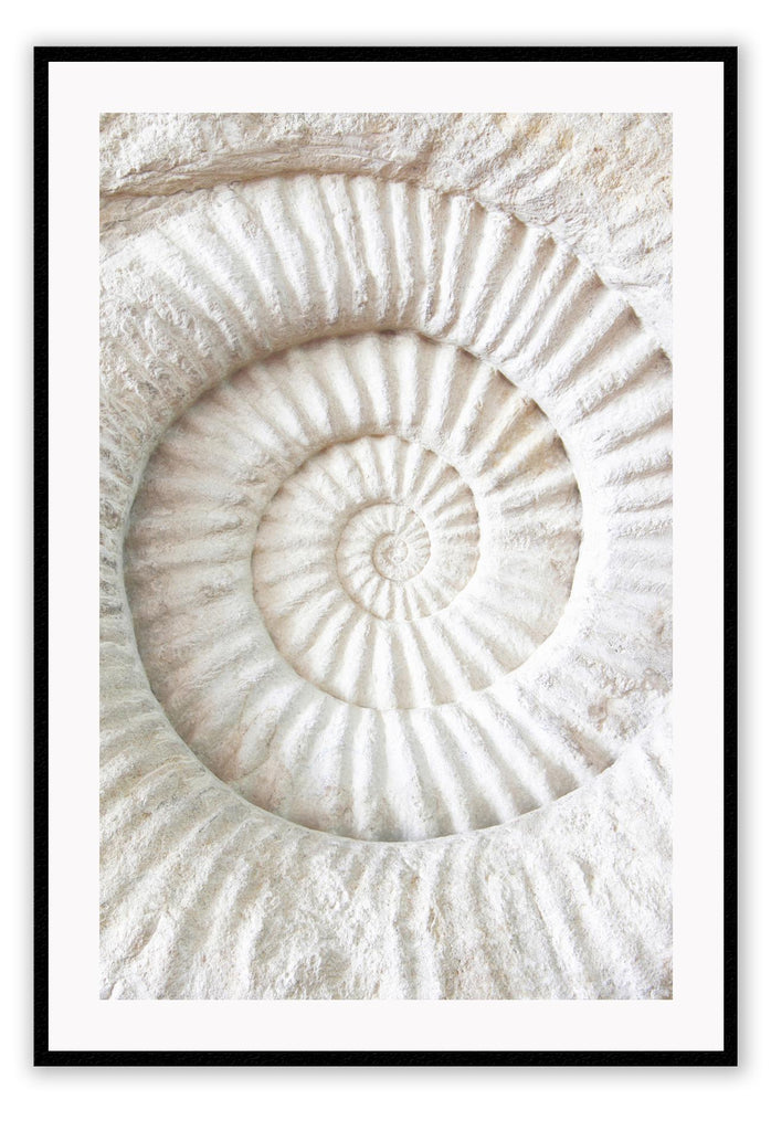 Coastal style photography beach print with a fossil spiral shape close up in white.