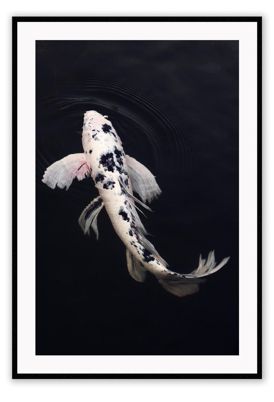 Koi