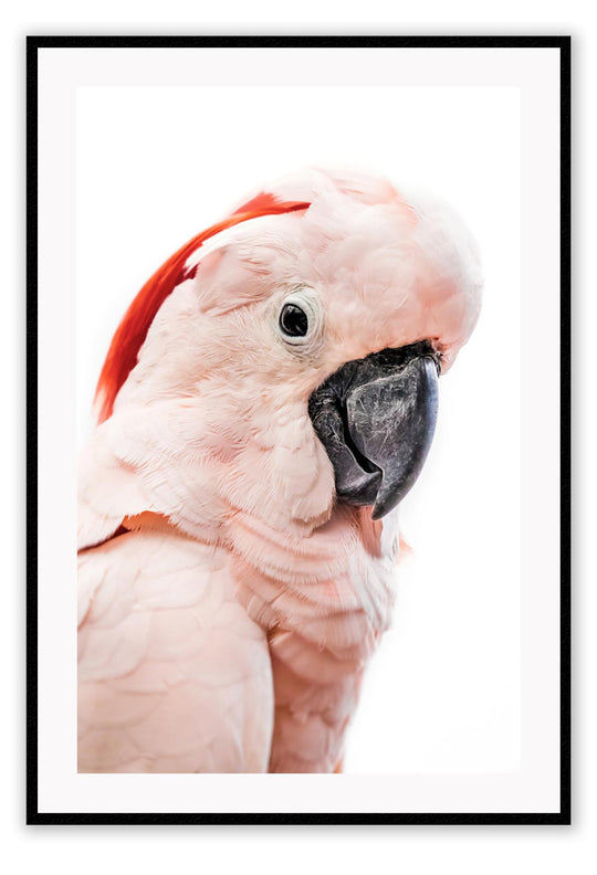 Pink Loro