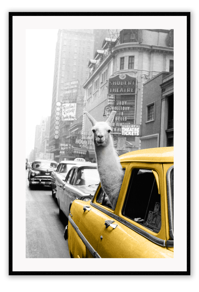 Modern photography print of a lamas head coming out of a yellow new york city taxi cab on the street near the theatre.