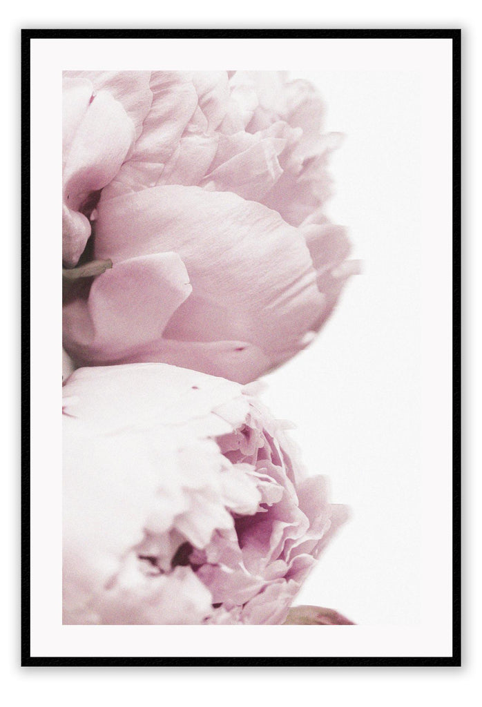 A natural floral wall art with pink rose petals on white background close up pastel soft tones