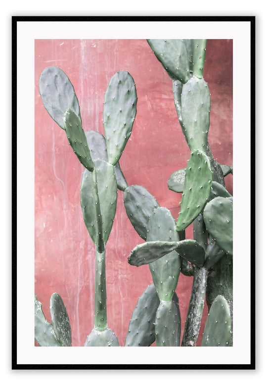 Cacti