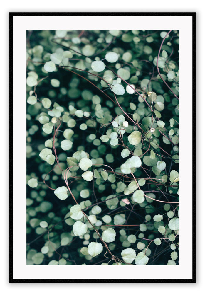 A natural plant wall art with dazzling close-up of green leaves.