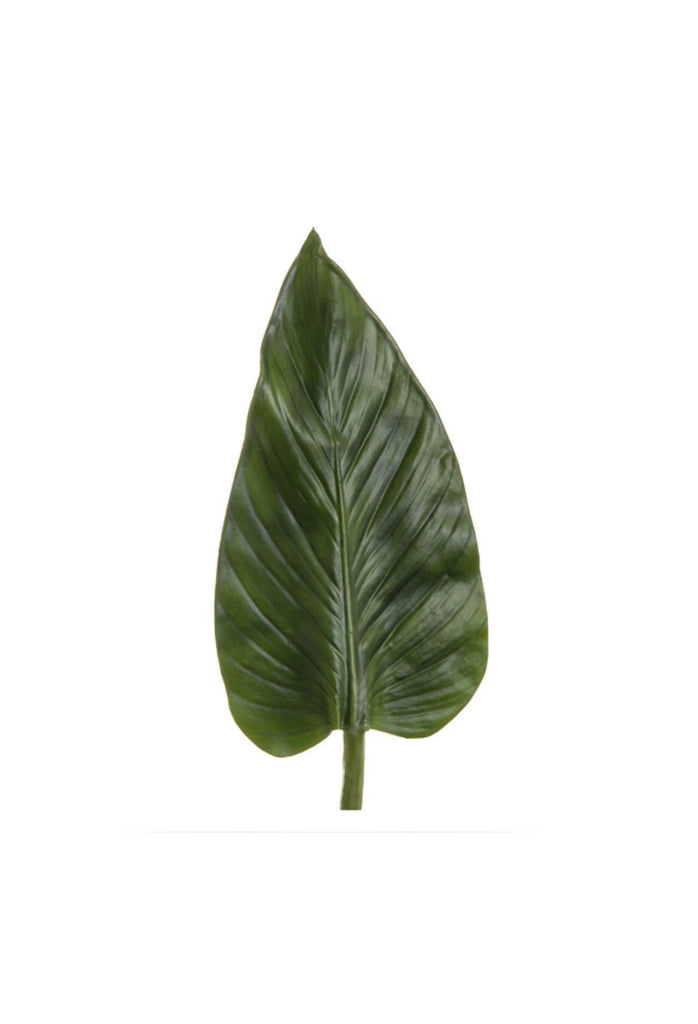 Colocasia Leaf
