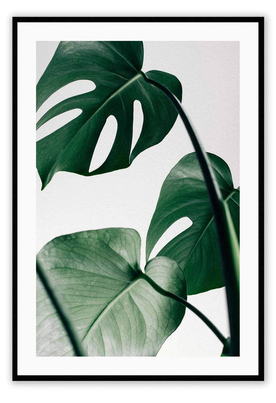 Monstera Leaf