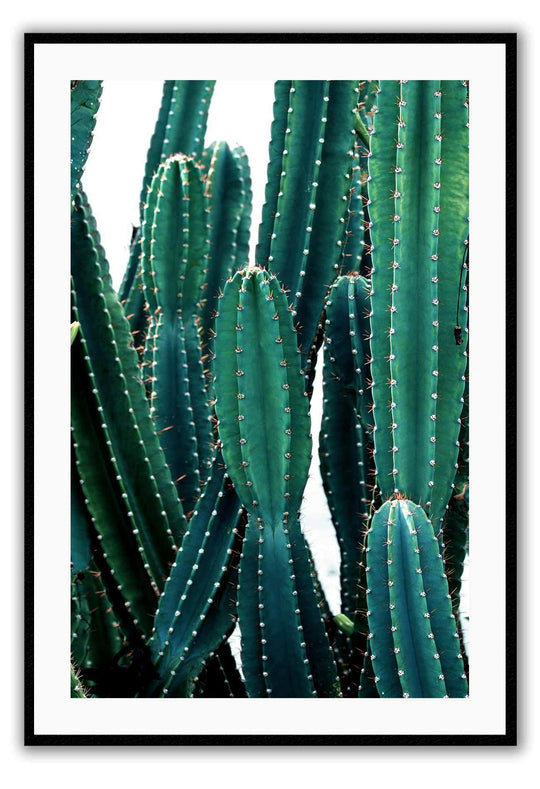 Cacti Fluro