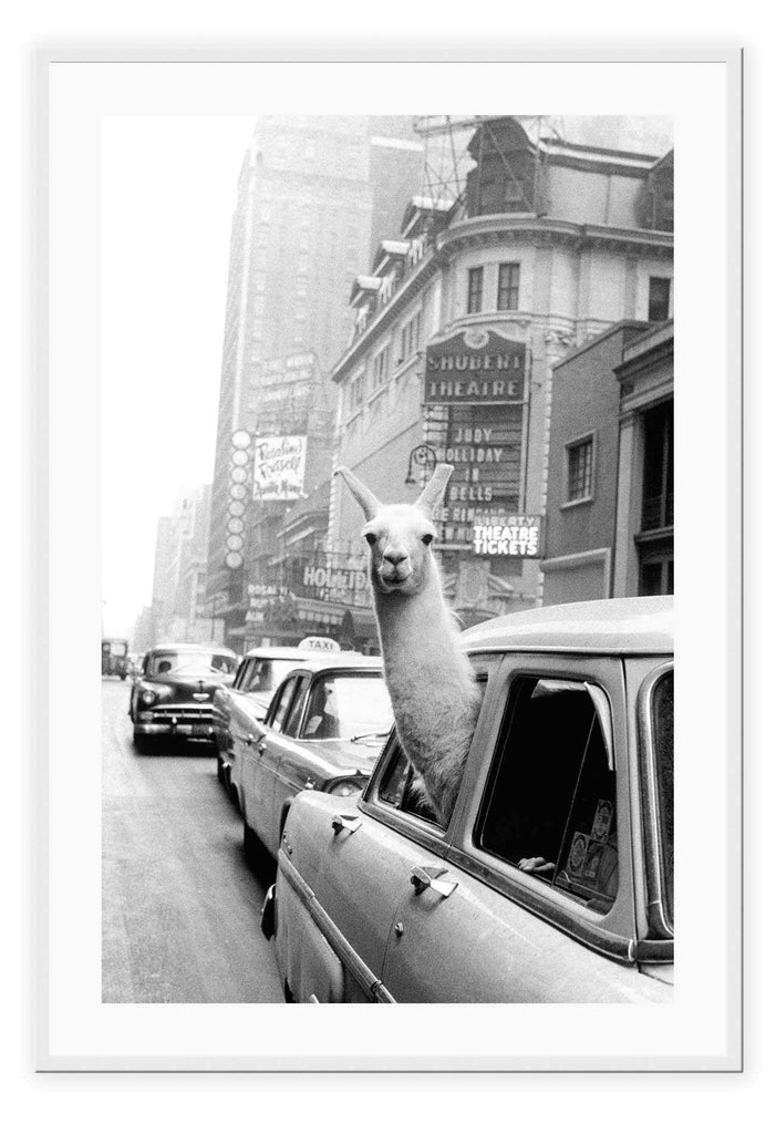 A black and white, vintage, fine grainy wall art of a lama riding on a vintage car on an old town road in NYC. 