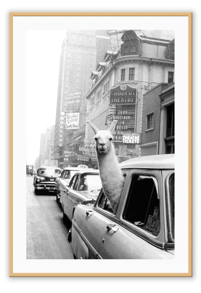 A black and white, vintage, fine grainy wall art of a lama riding on a vintage car on an old town road in NYC. 