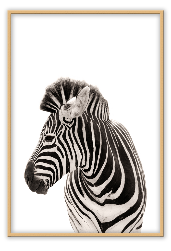Animal photography print with black and white stripes on white background