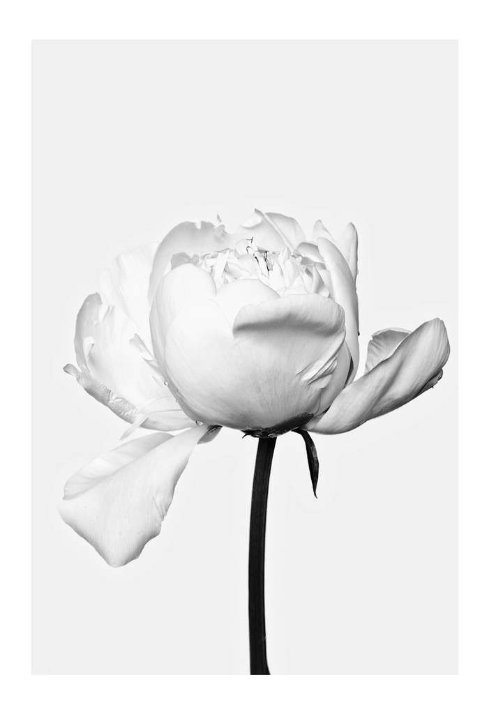A monochrome, floral wall art with a single, vintage white rose on canvas.
