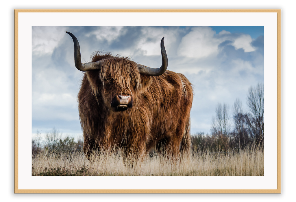 Animal photography landscape print with full cow and rust, blue and natural tones 