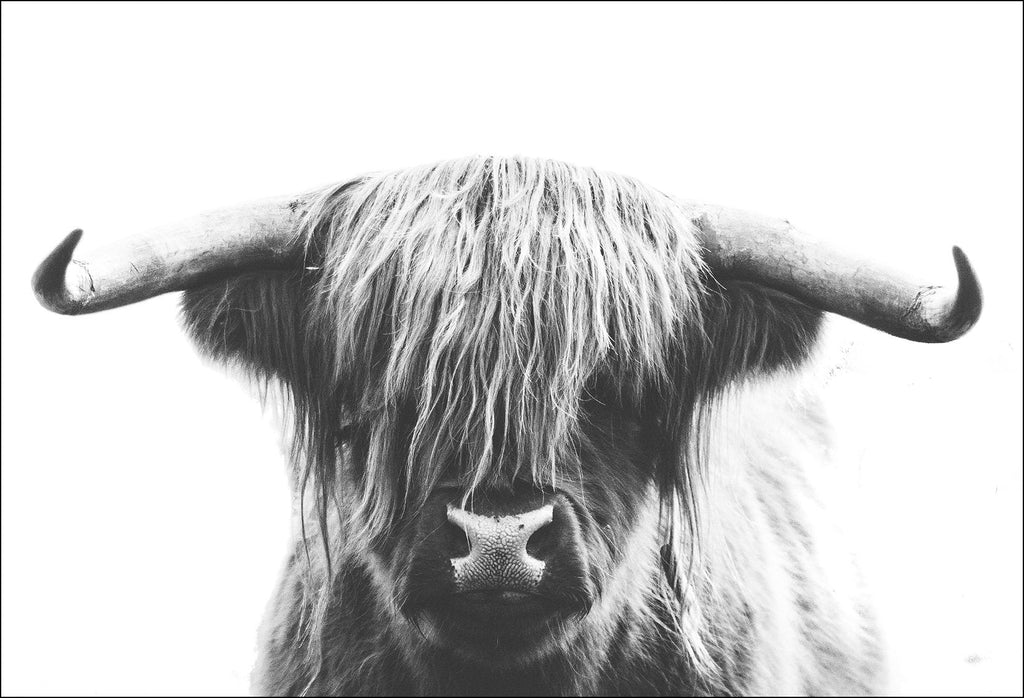 Animal photography print with a long-haired cow with horns on a white background in black and white. 