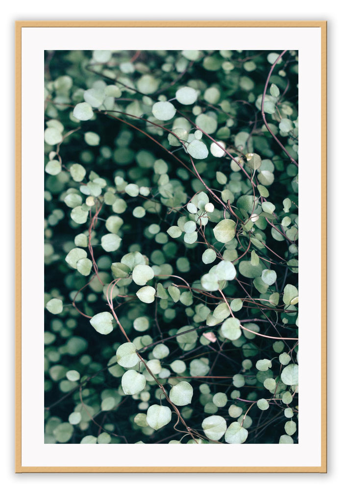 A natural plant wall art with dazzling close-up of green leaves.