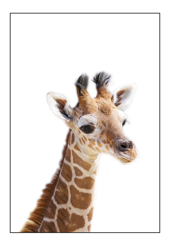 Kids nursery print with a baby giraffe close-up in front of a white background. 