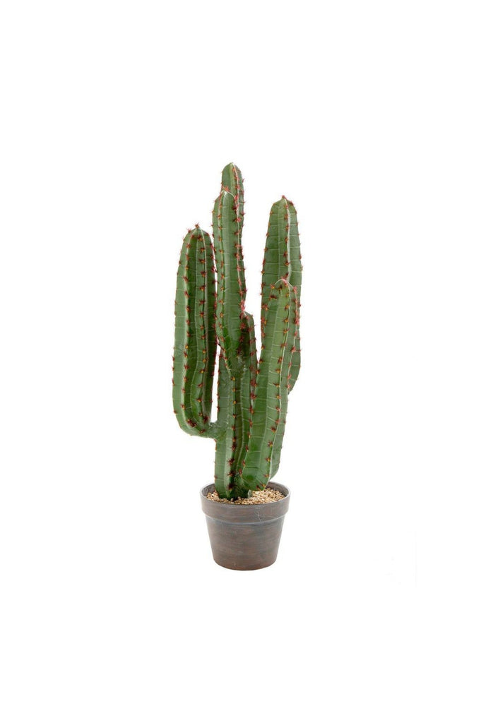 Teo Cactus - Small