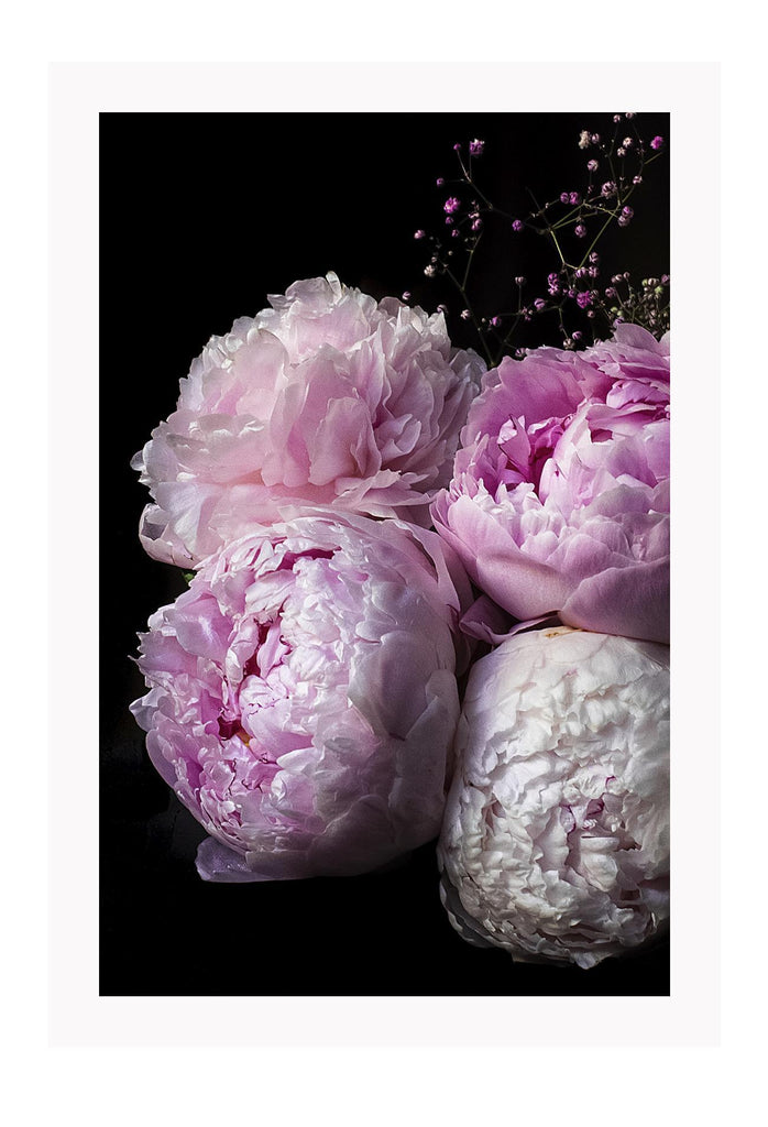  A natural, floral wall art with flower boutique of pink peonies on black background. 