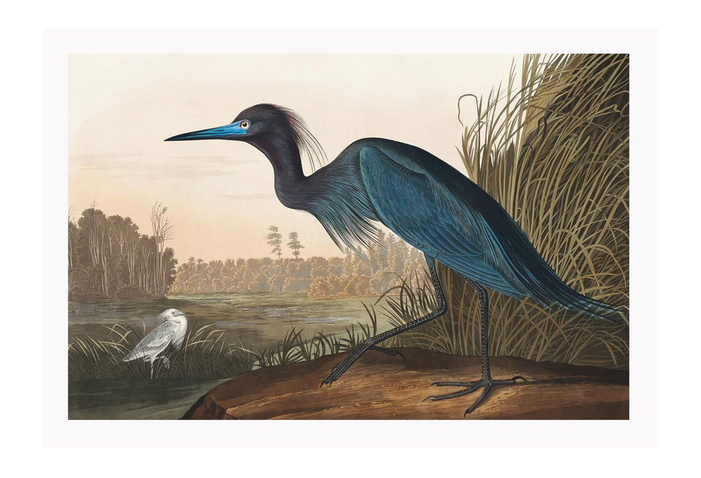 Nature print with a blue water bird in the centre and a riverbed surrounded by trees and a small white bird in the background