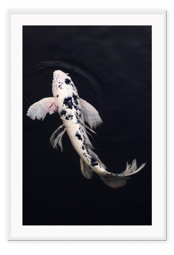 Photography print with white and pink Koi fish with black spots on a black background