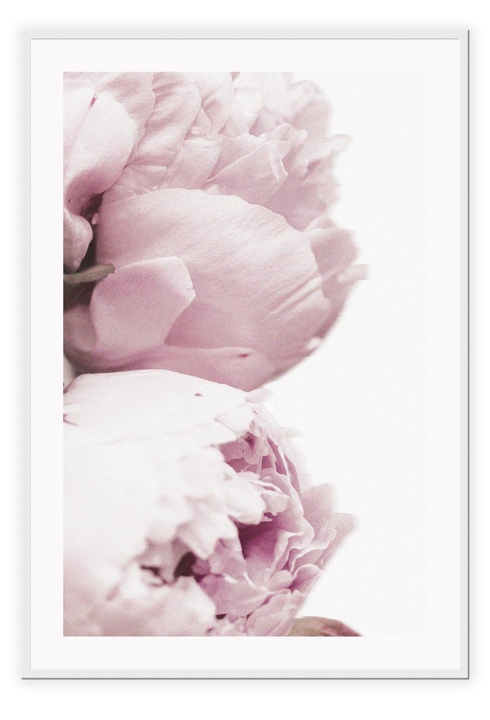 A natural floral wall art with pink rose petals on white background close up pastel soft tones